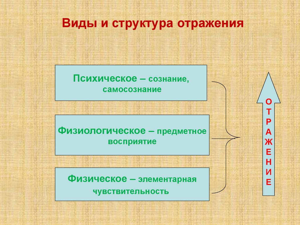 Виды и структура отражения