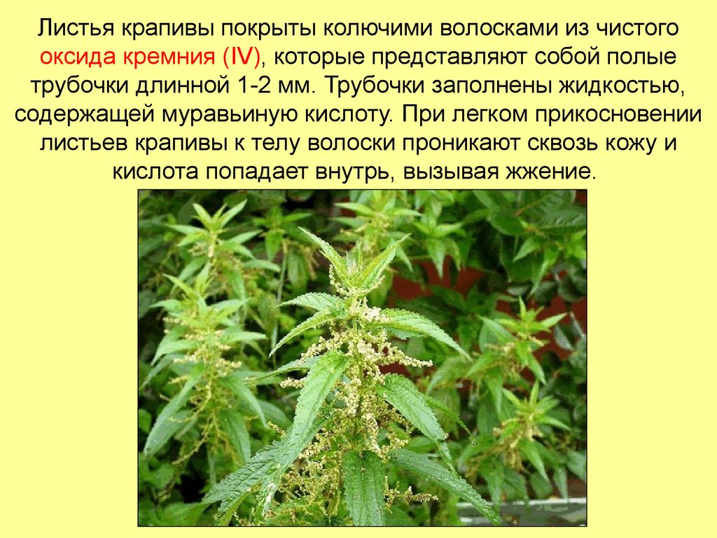 Листья крапивы покрыты колючими волосками из чистого оксида кремния (IV), которые представляют собой полые трубочки длинной 1-2