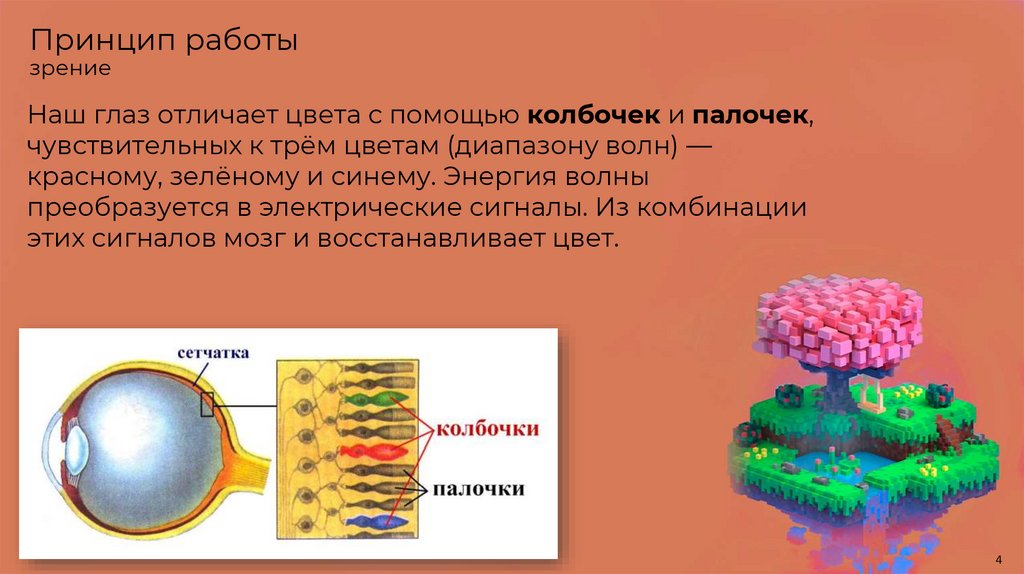 Принцип работы зрение