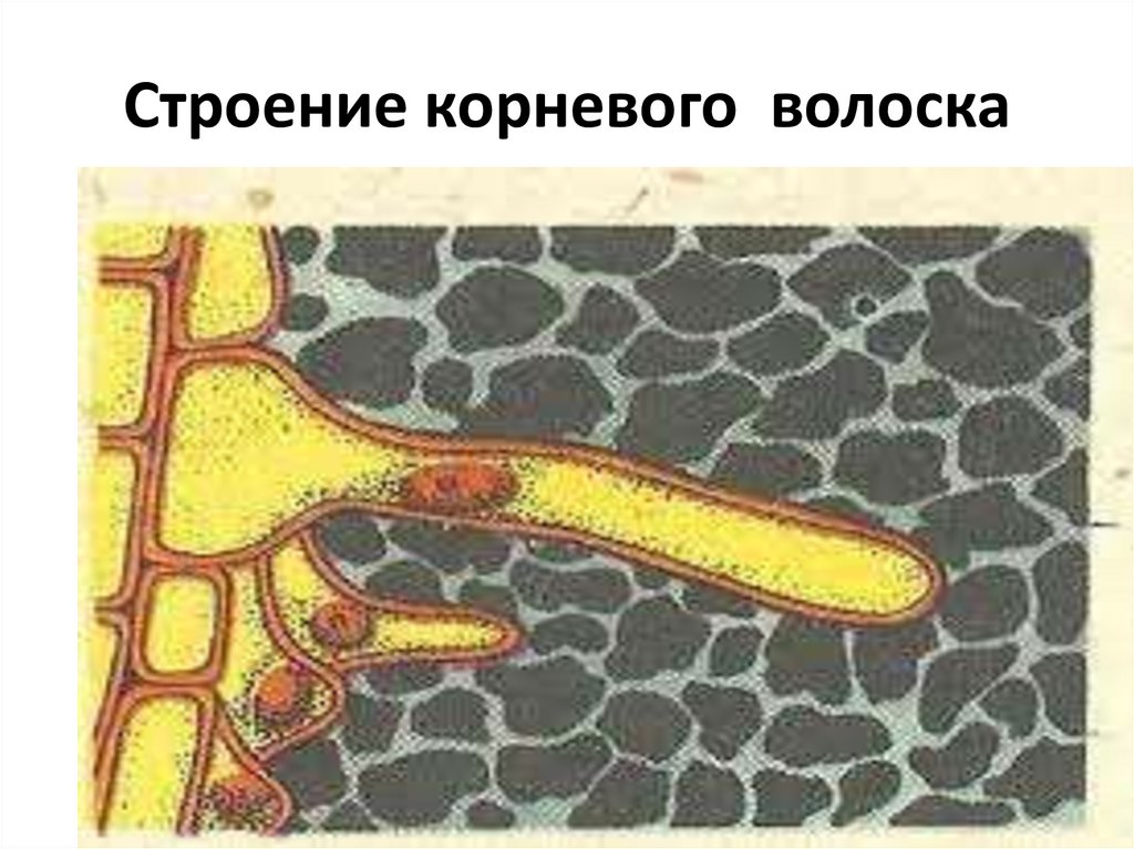 Строение корневого волоска