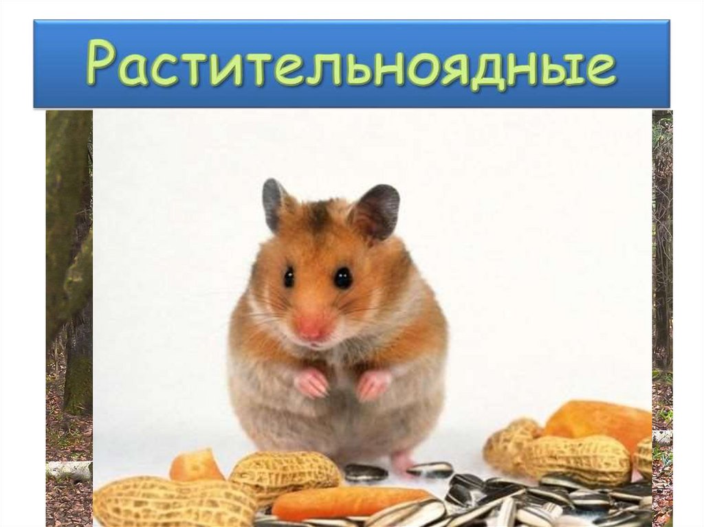 Растительноядные