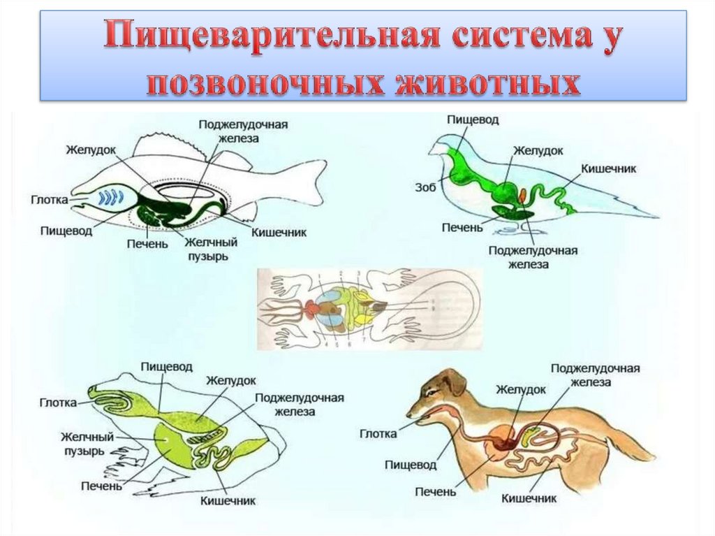 Пищеварительная система у позвоночных животных