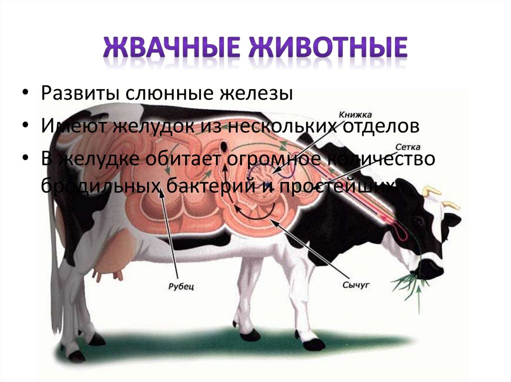 Жвачные животные