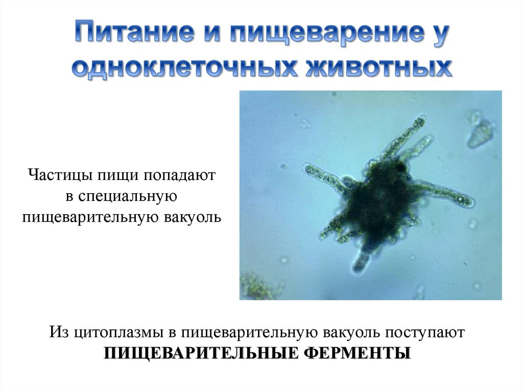 Питание и пищеварение у одноклеточных животных