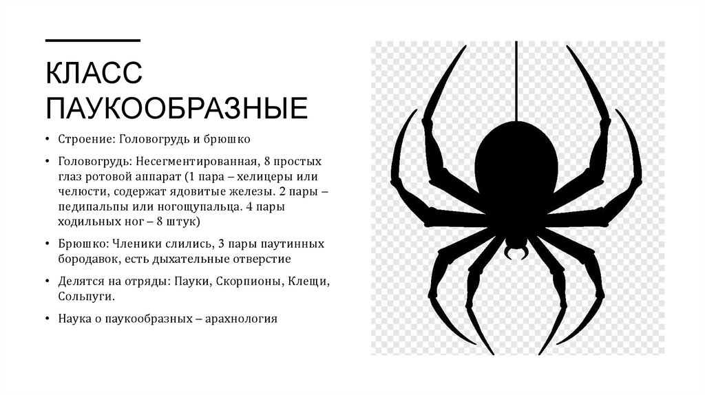 Класс паукообразные