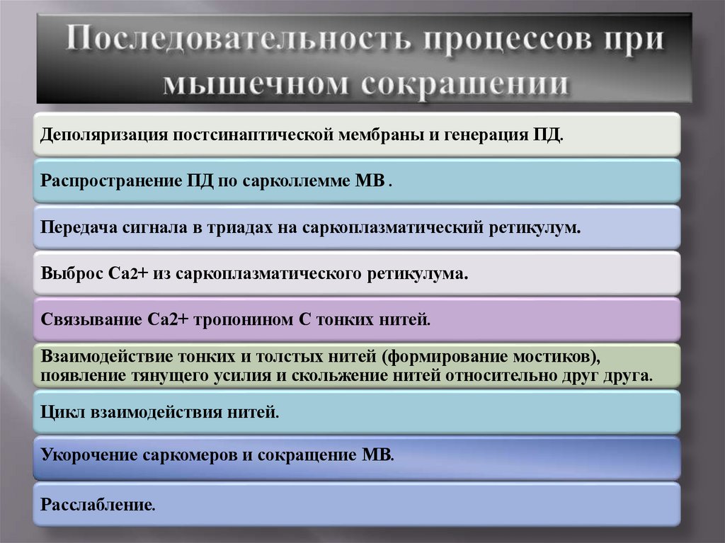 Последовательность процессов при мышечном сокрашении