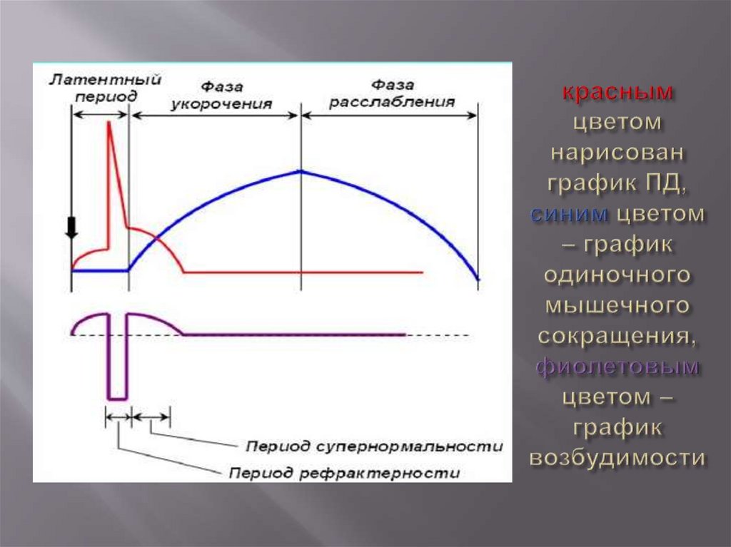 красным цветом нарисован график ПД, синим цветом – график одиночного мышечного сокращения, фиолетовым цветом – график