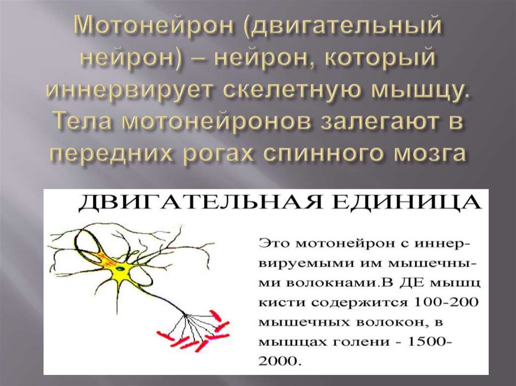 Мотонейрон (двигательный нейрон) – нейрон, который иннервирует скелетную мышцу. Тела мотонейронов залегают в передних рогах