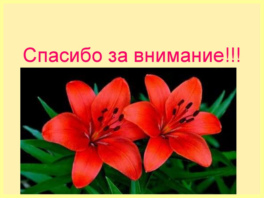 Спасибо за внимание!!!