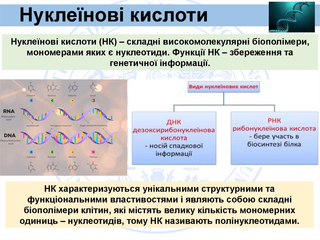 Нуклеїнові кислоти
