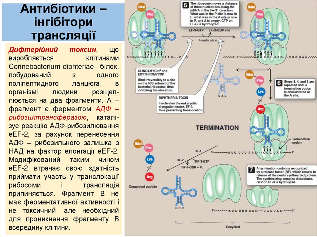Антибіотики – інгібітори трансляції