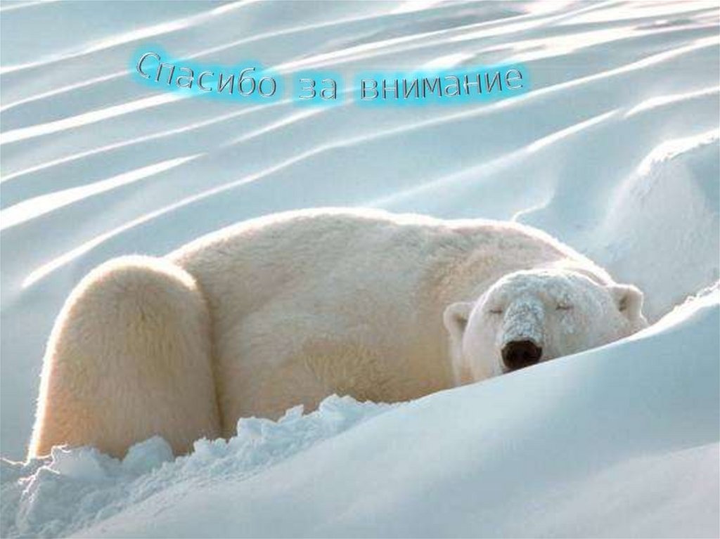 Спасибо за внимание