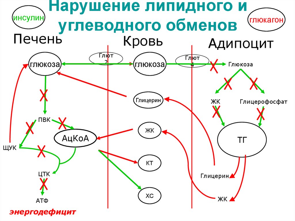 Нарушение липидного и углеводного обменов