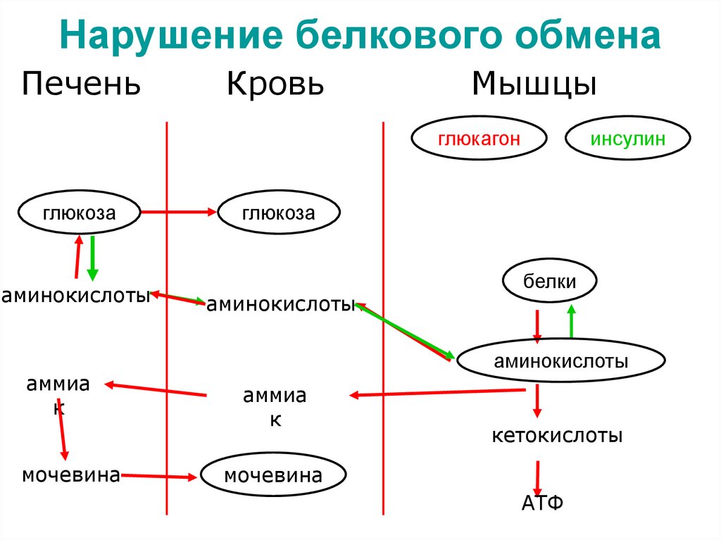 Нарушение белкового обмена