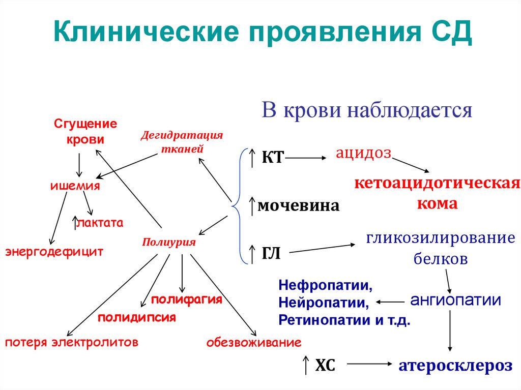 Клинические проявления СД