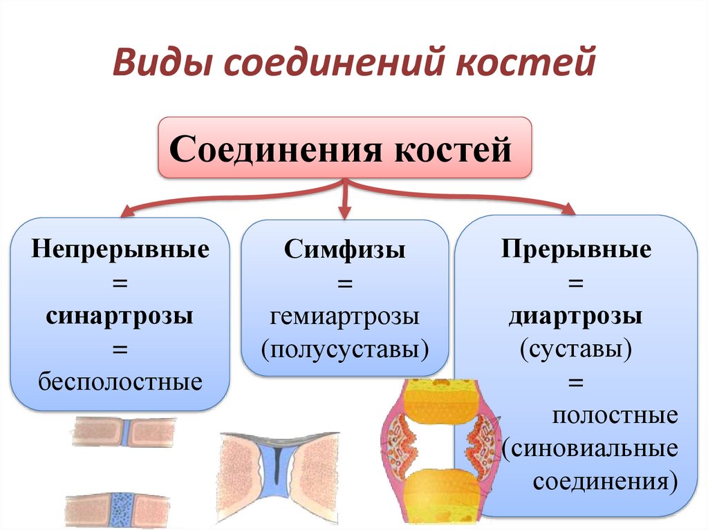 Виды соединений костей