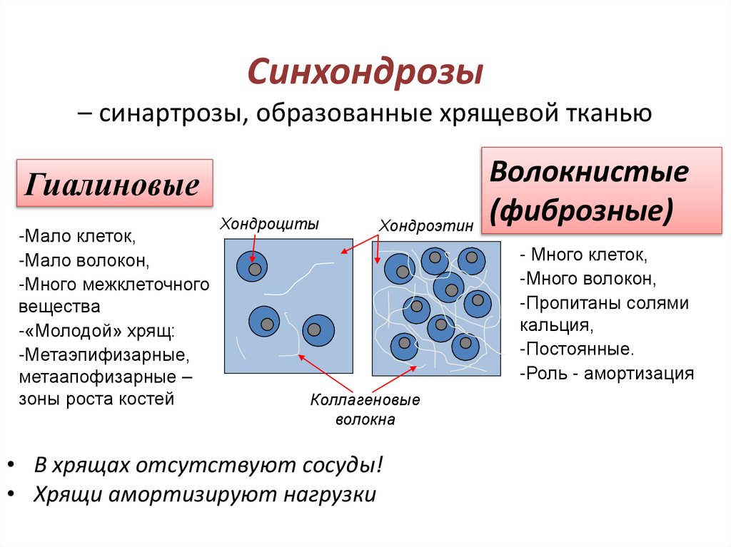 Синхондрозы – синартрозы, образованные хрящевой тканью