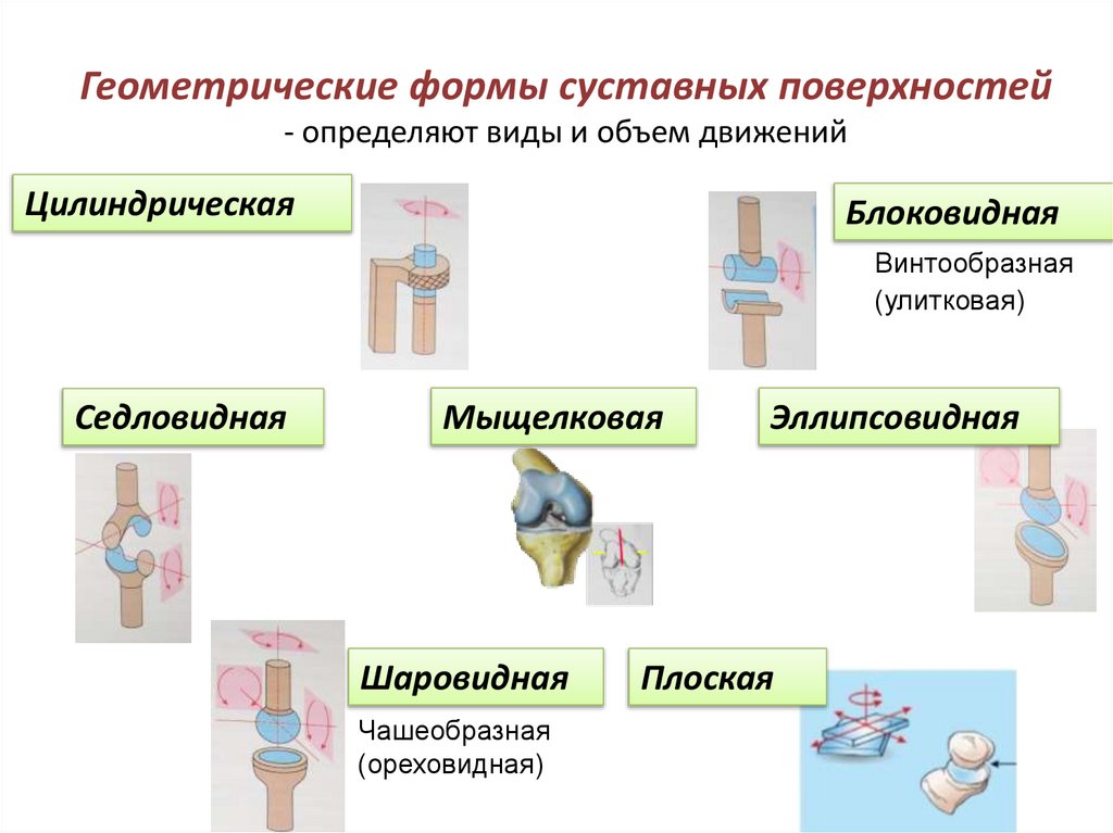 Геометрические формы суставных поверхностей - определяют виды и объем движений