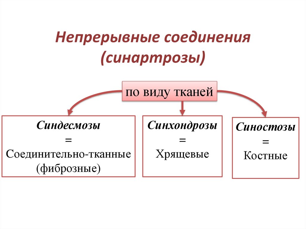 Непрерывные соединения (синартрозы)