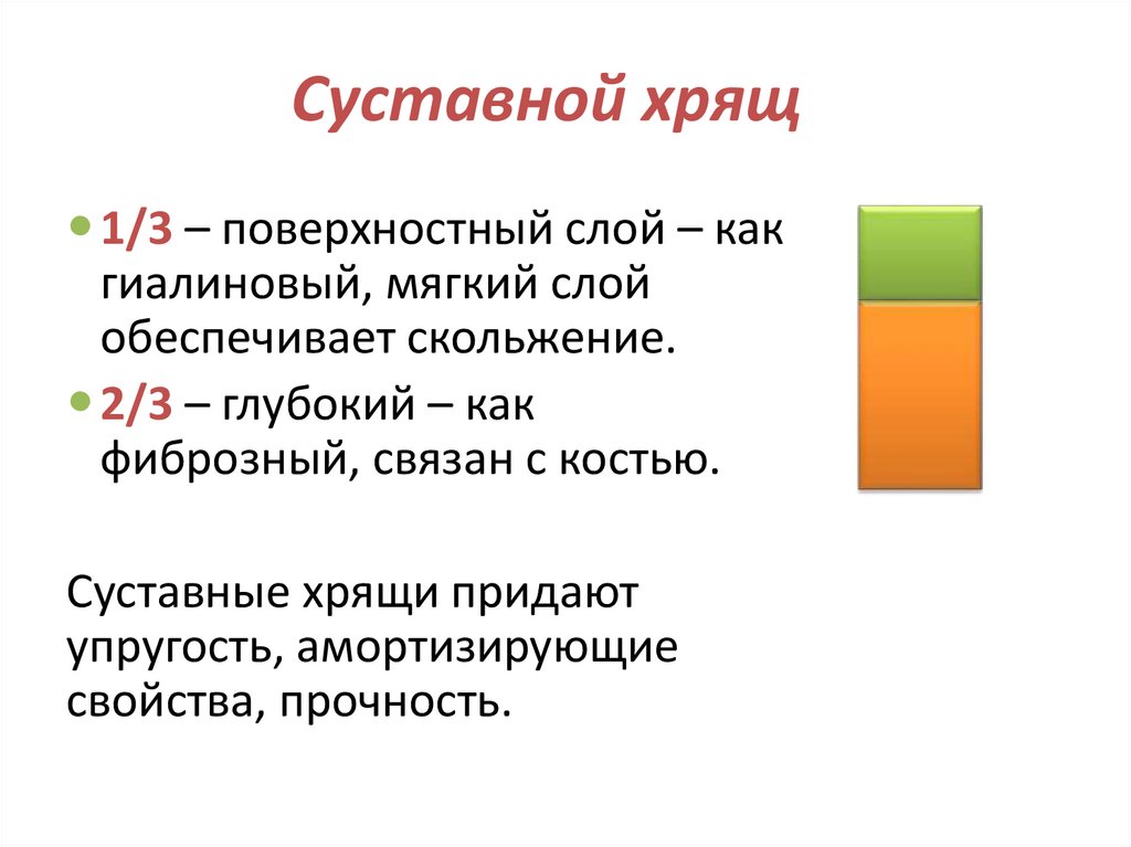 Суставной хрящ