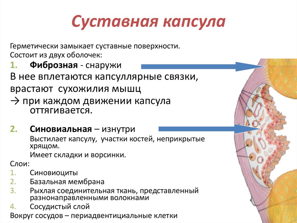 Суставная капсула
