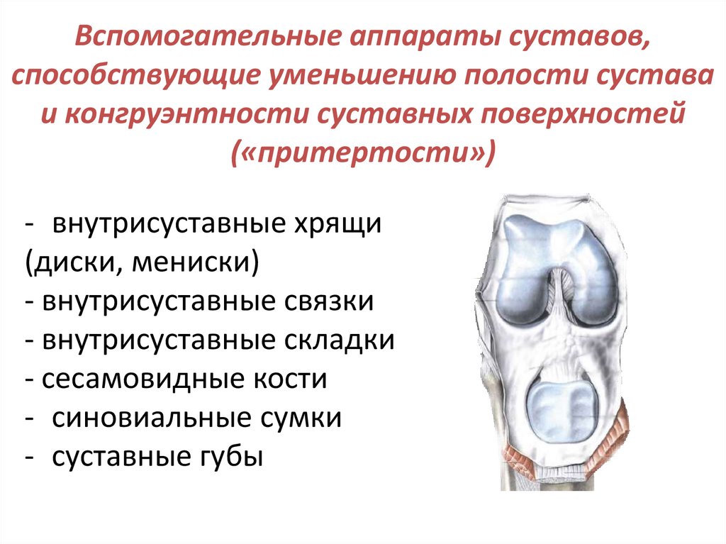 Вспомогательные аппараты суставов, способствующие уменьшению полости сустава и конгруэнтности суставных поверхностей