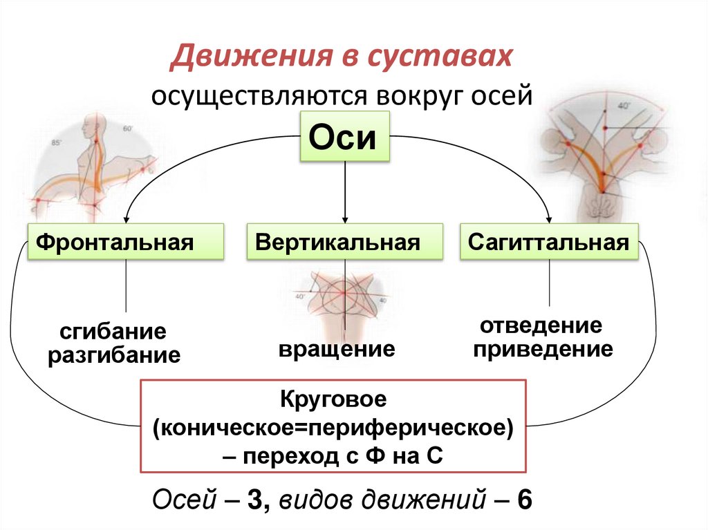 Движения в суставах осуществляются вокруг осей