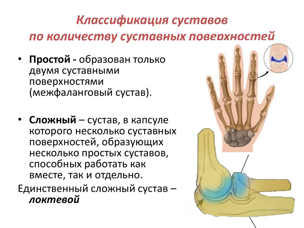 Классификация суставов по количеству суставных поверхностей