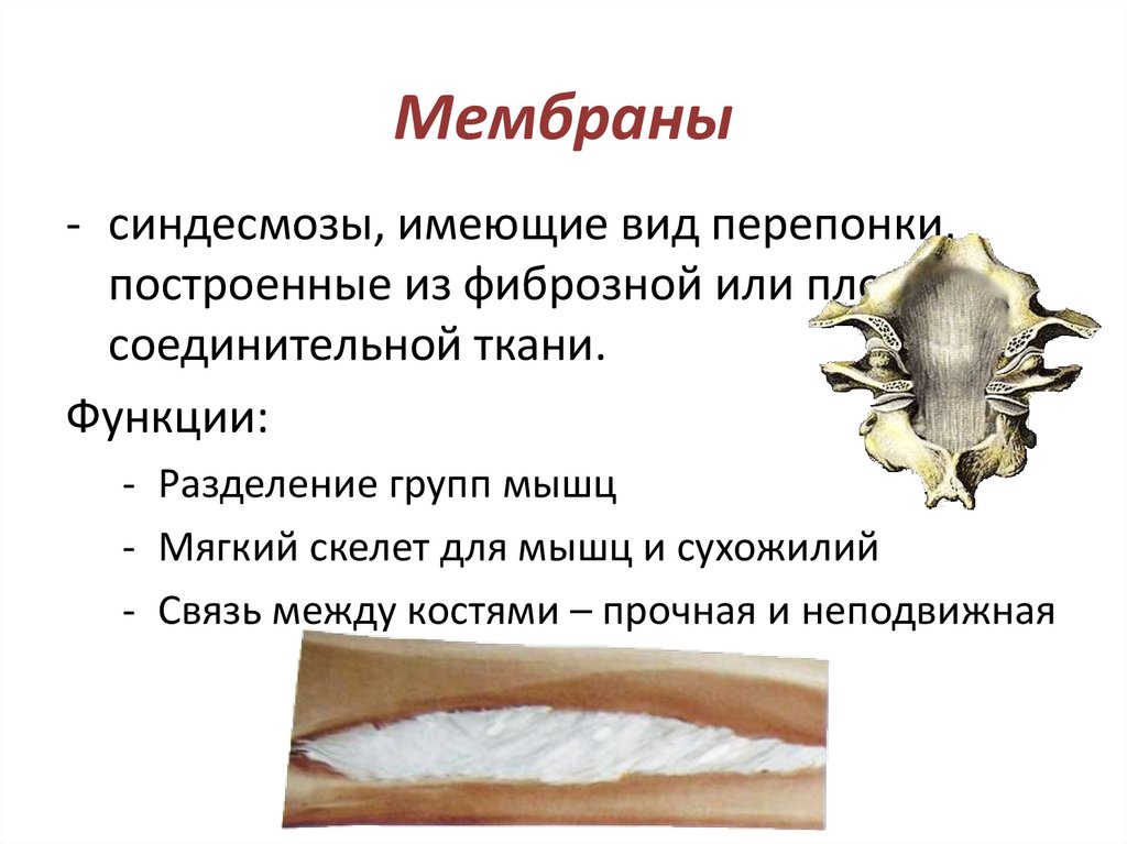 Мембраны