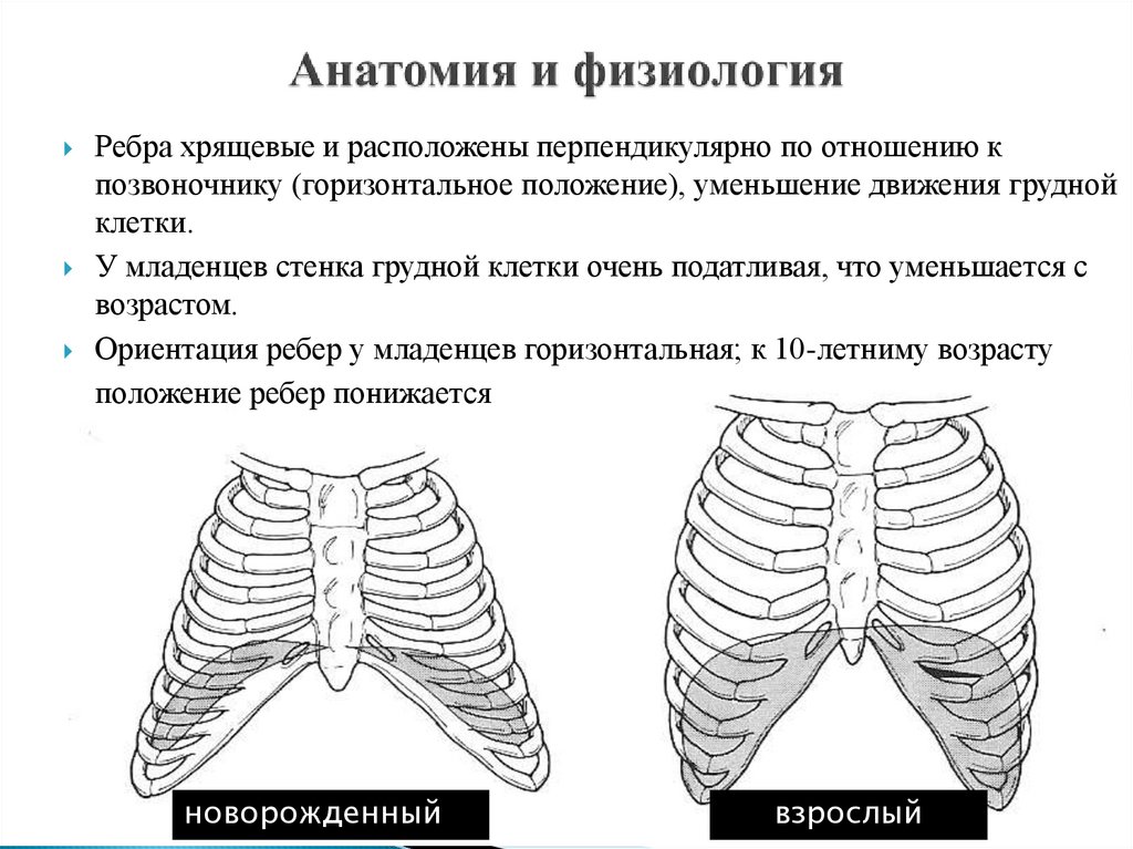 Анатомия и физиология