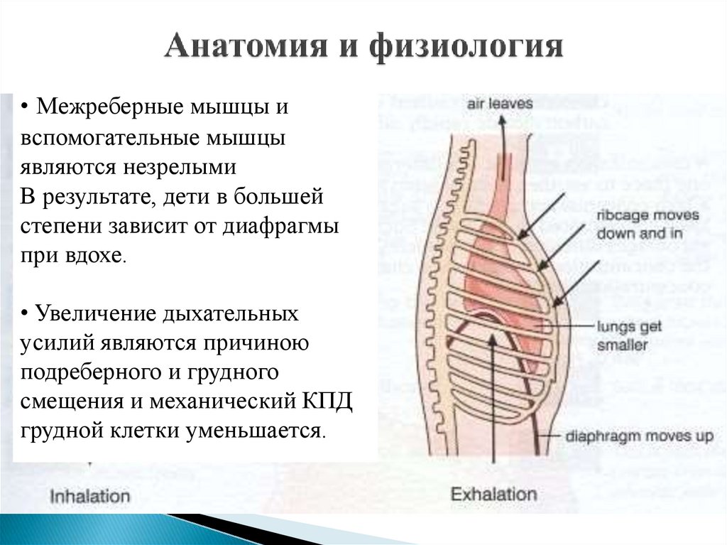 Анатомия и физиология