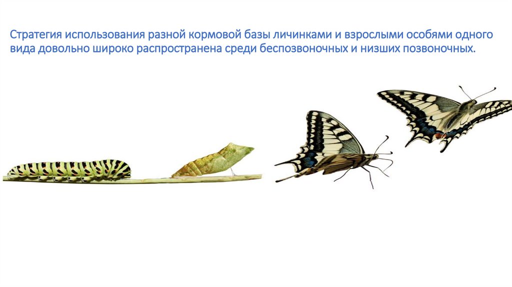 Стратегия использования разной кормовой базы личинками и взрослыми особями одного вида довольно широко распространена среди