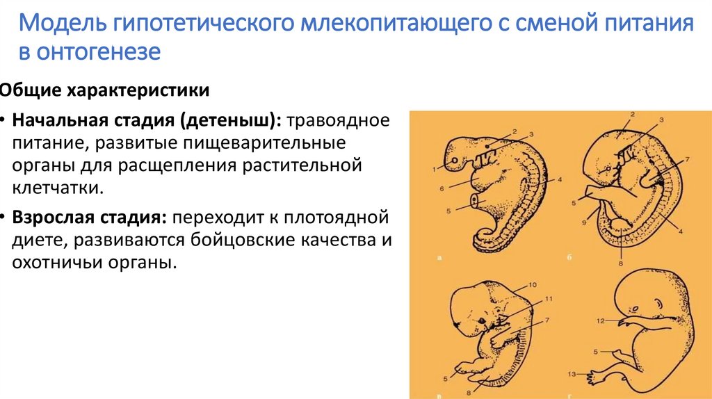 Модель гипотетического млекопитающего с сменой питания в онтогенезе