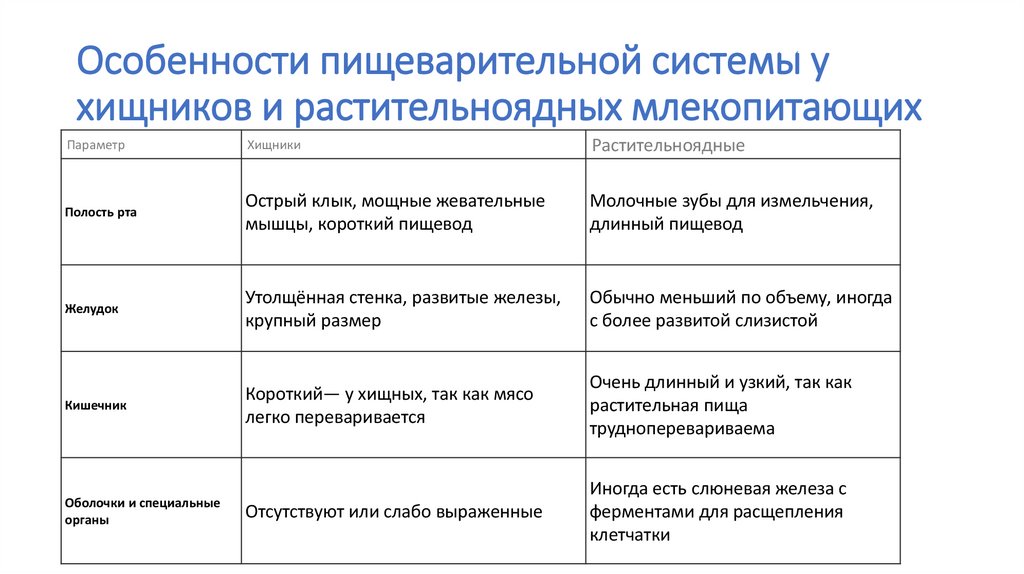 Особенности пищеварительной системы у хищников и растительноядных млекопитающих