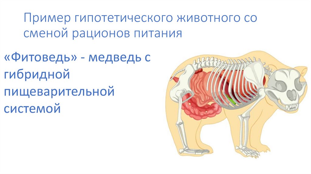 Пример гипотетического животного со сменой рационов питания