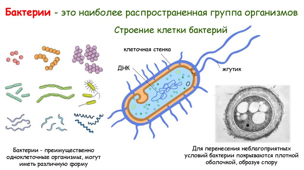 Бактерии - это наиболее распространенная группа организмов