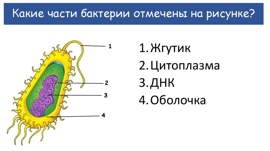 Какие части бактерии отмечены на рисунке?