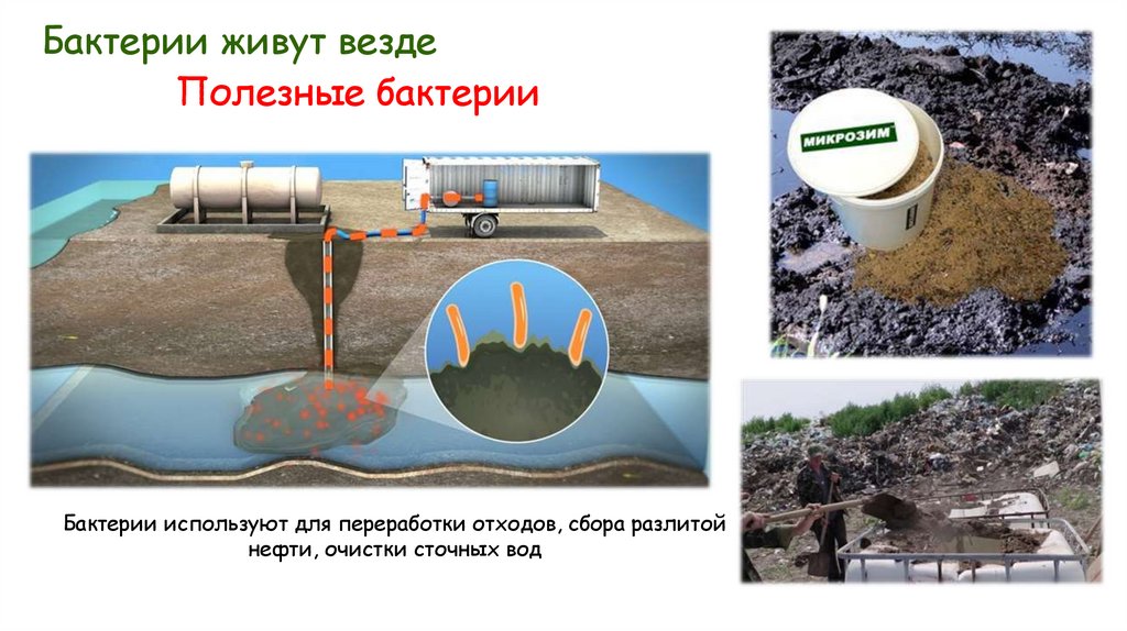 Бактерии живут везде