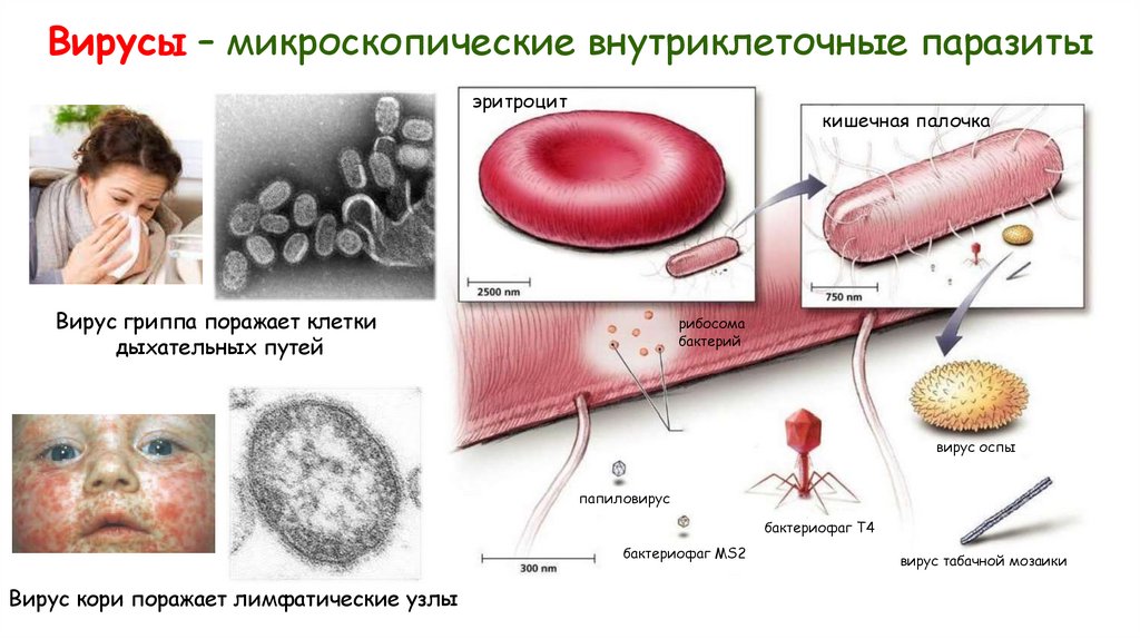 Вирусы – микроскопические внутриклеточные паразиты