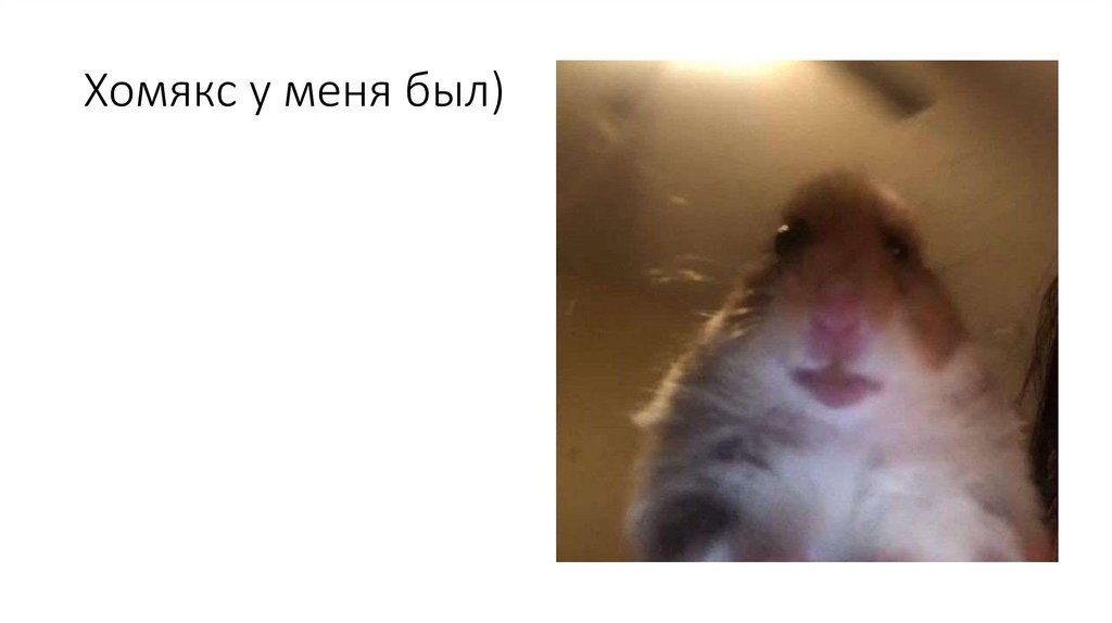 Хомякс у меня был)