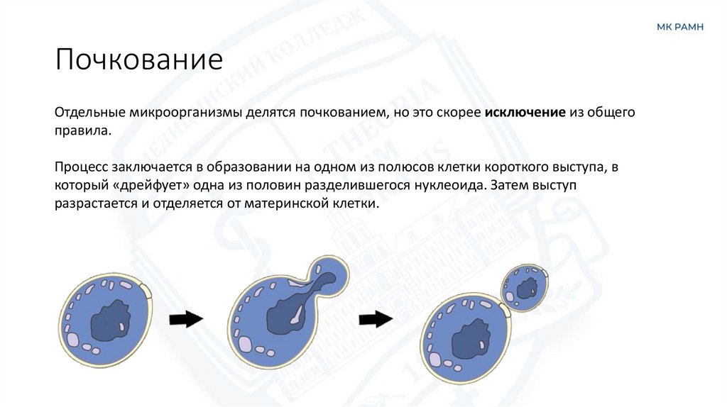 Почкование