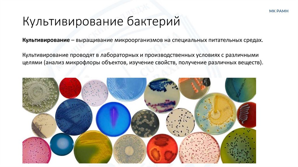 Культивирование бактерий