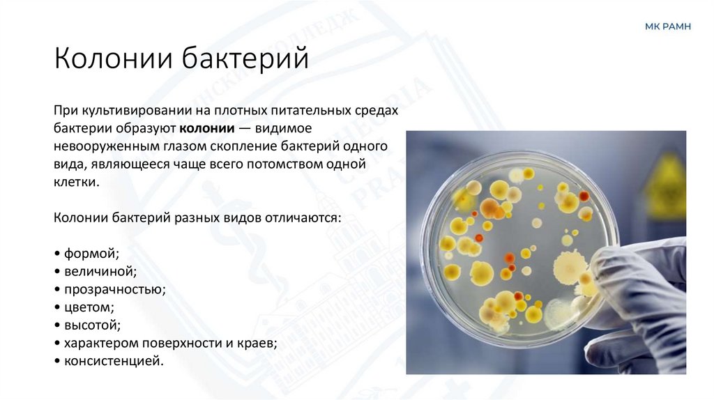 Колонии бактерий