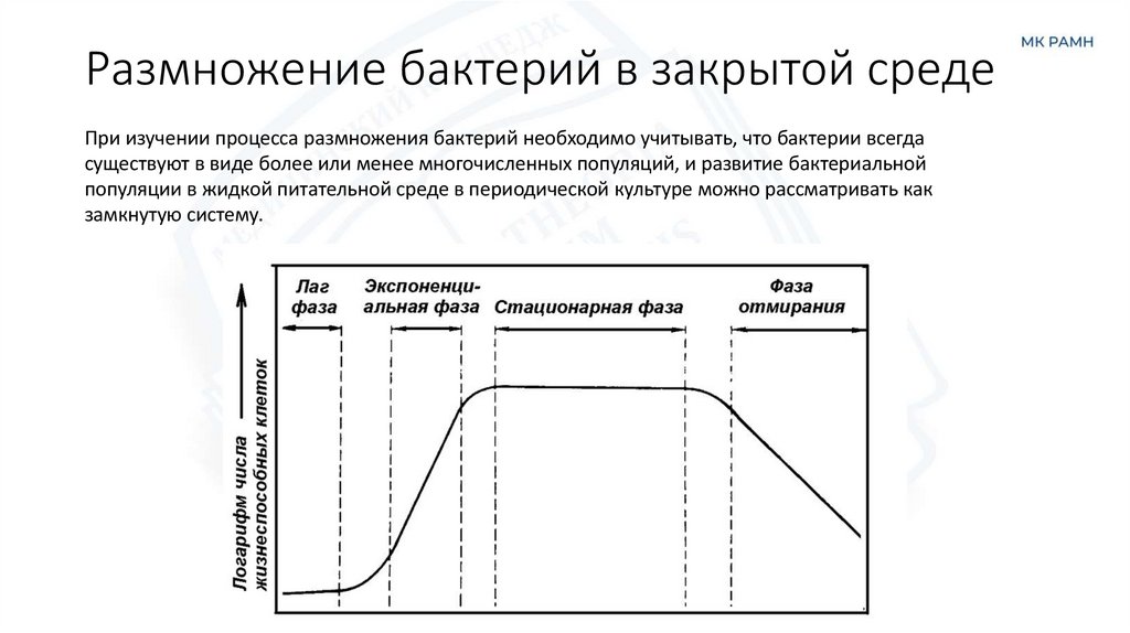 Размножение бактерий в закрытой среде