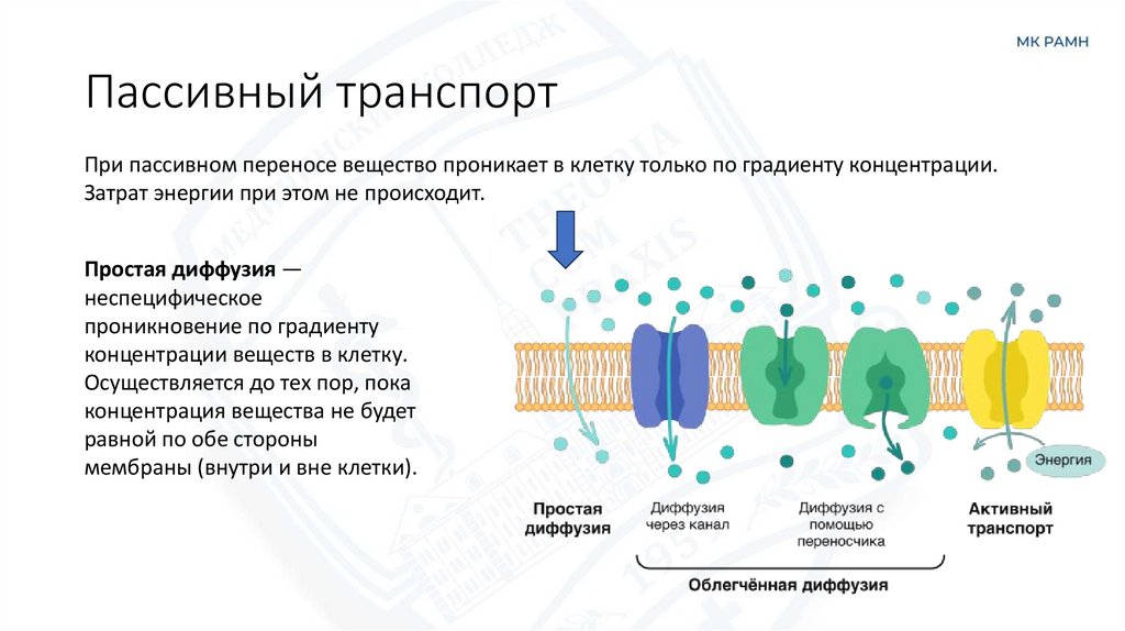 Пассивный транспорт
