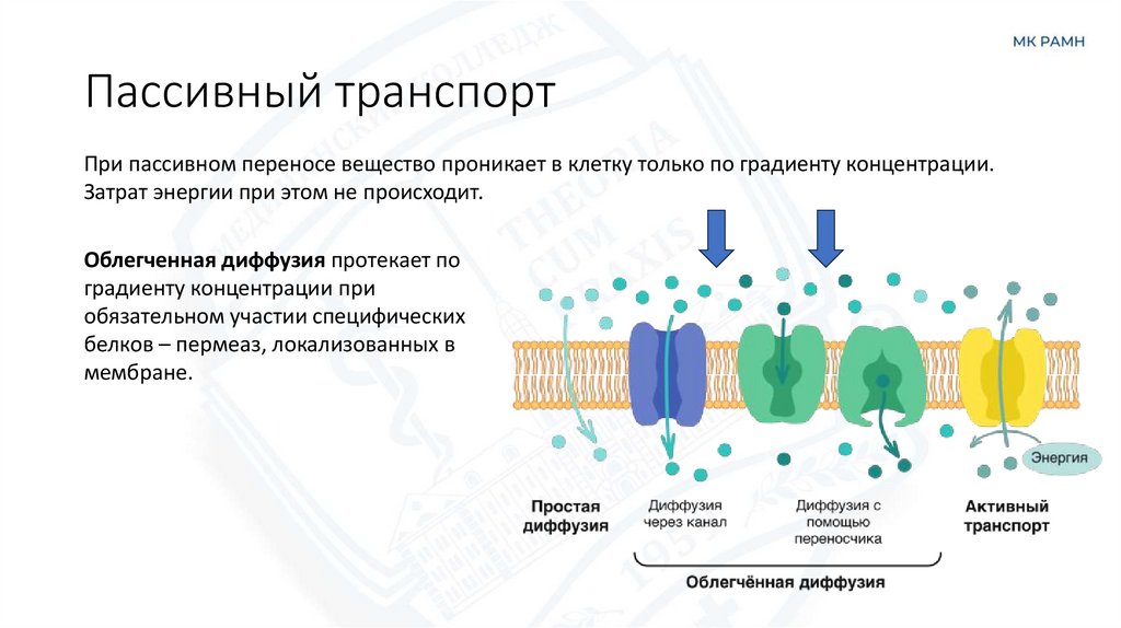Пассивный транспорт