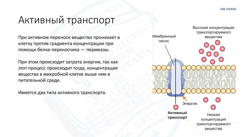 Активный транспорт