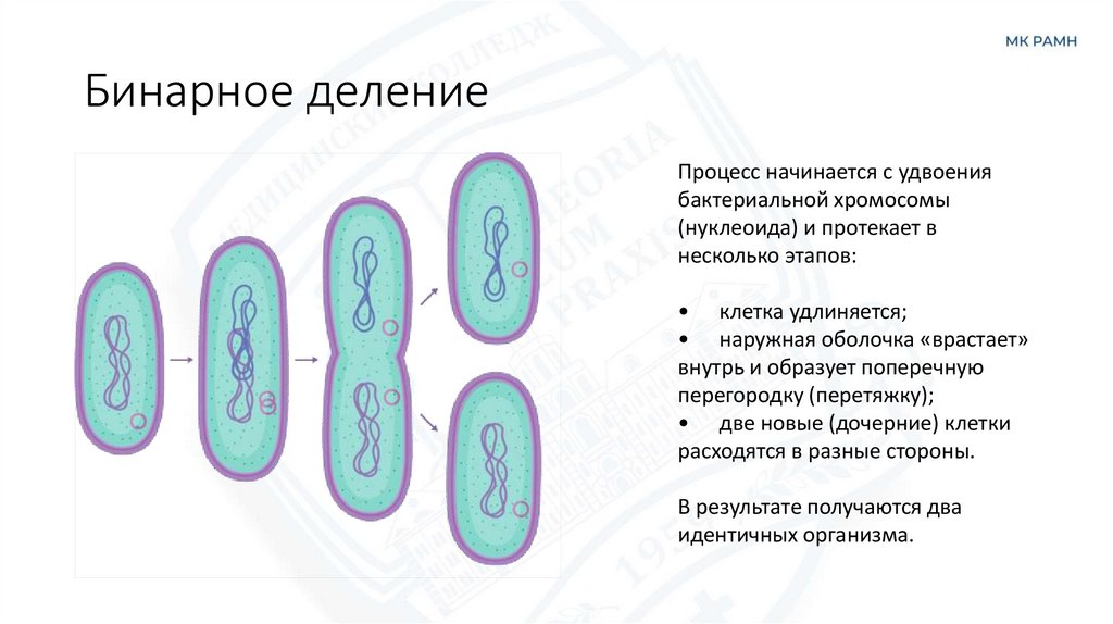 Бинарное деление