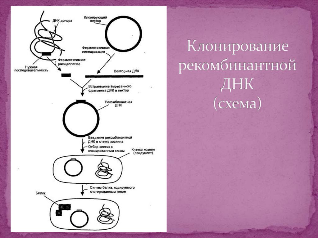 Клонирование рекомбинантной ДНК (схема)