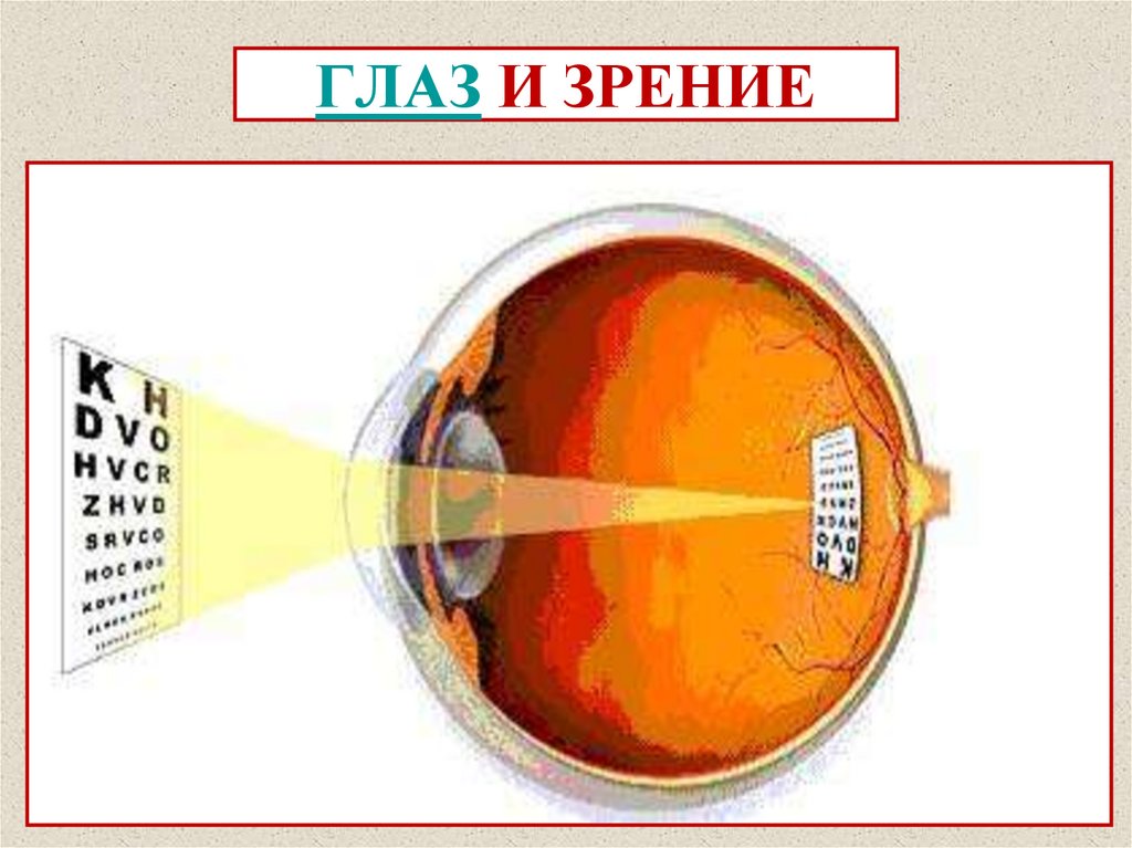 ОПТИЧЕСКИЕ ПРИБОРЫ